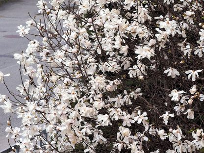 10 SWEETBAY MAGNOLIA Virginiana TREE Shrub Native Sweet Bay, White Bay, Laurel Magnolia - White 3" Fragrant Flower Seeds