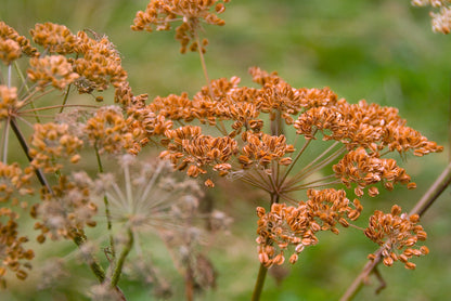 100 Organic BRONZE FENNEL Foeniculum Vulgare Purpureum Herb Bronze Foliage Yellow Flower Seeds