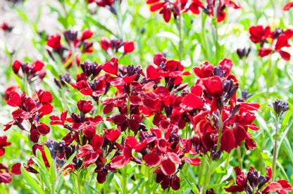 100 Mixed Colors FALSE BABYSTARS Showy Lianthus Leptosiphon Androsaceus Red Pink Purple White Yellow Orange Flower Seeds