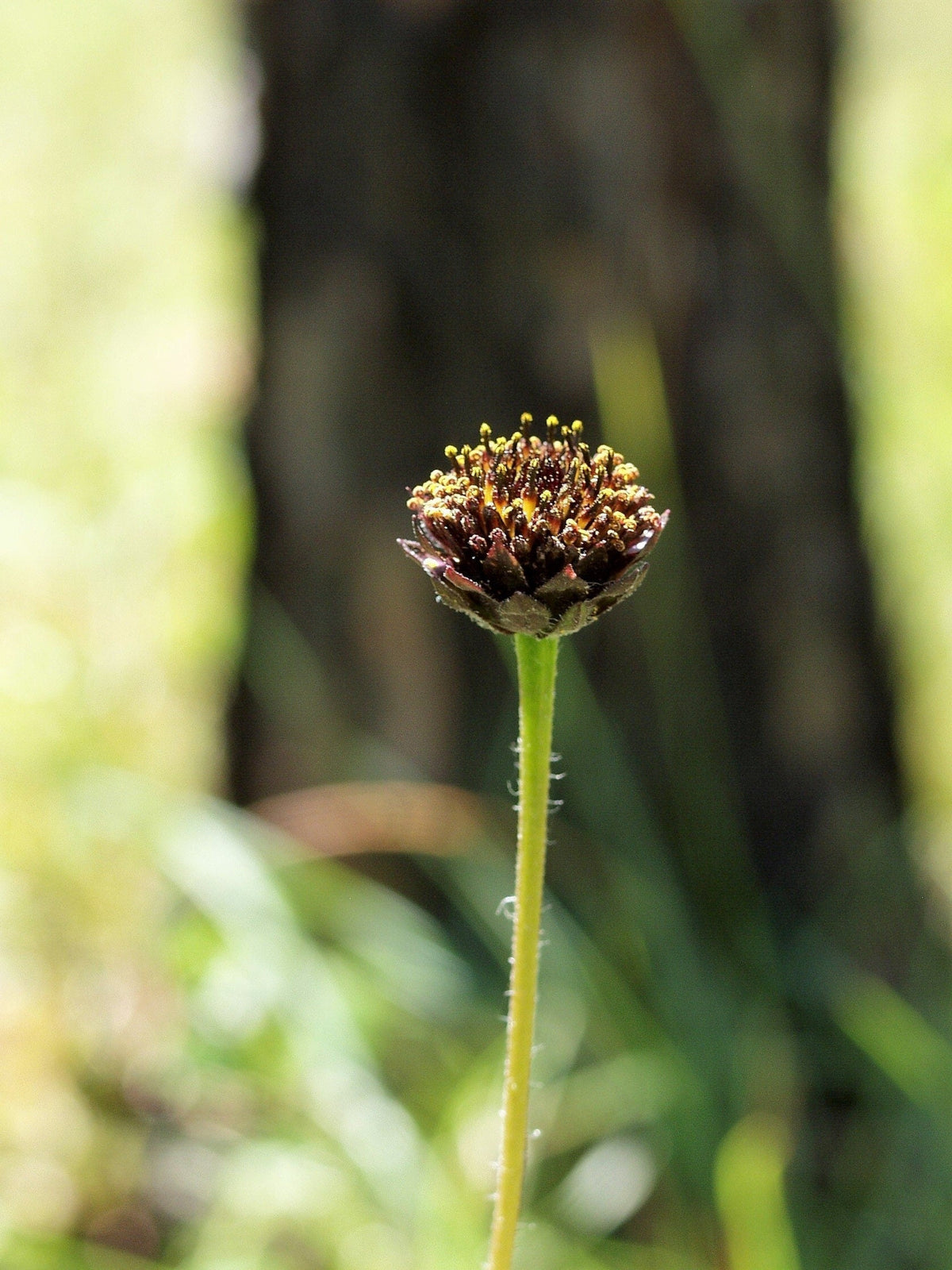 50 RAYLESS SUNFLOWER Helianthus Radula aka Pineland or Stiff Sunflower US Native Yellow Purple Brown Flower Seeds