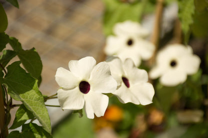 10 WHITE THUNBERGIA Alata VINE Black Eyed Susan Vine Flower Seeds