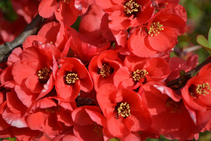30 FLOWERING QUINCE Fruit Seeds - Pink Red White Orange Flowering Shrub - aka Japanese, Chinese, & Common Quince - Chaenomeles Speciosa