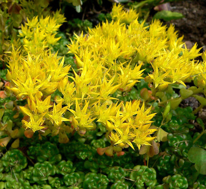 50 OREGON STONECROP Sedum Oreganum - Green Bronze Orange Red Succulent Foliage - Native Yellow Groundcover Flower Seeds