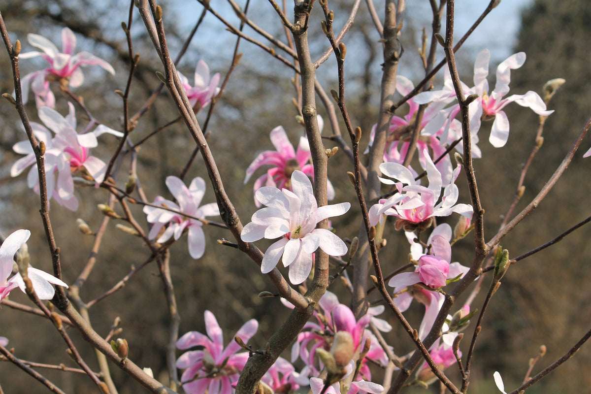 5 LOEBNER MAGNOLIA Loebneri TREE Shrub Seeds - Cross of M Stellata & Kobus - Fragrant Pink White Huge 3 - 5" Wide Flowers