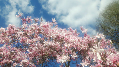 5 LOEBNER MAGNOLIA Loebneri TREE Shrub Seeds - Cross of M Stellata & Kobus - Fragrant Pink White Huge 3 - 5" Wide Flowers