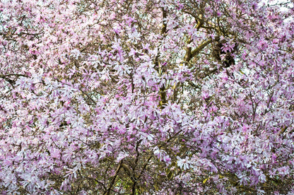 5 LOEBNER MAGNOLIA Loebneri TREE Shrub Seeds - Cross of M Stellata & Kobus - Fragrant Pink White Huge 3 - 5" Wide Flowers