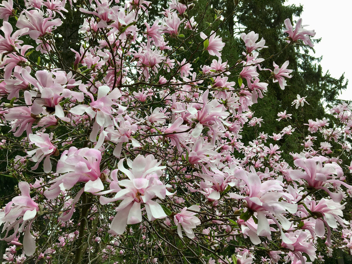 5 LOEBNER MAGNOLIA Loebneri TREE Shrub Seeds - Cross of M Stellata & Kobus - Fragrant Pink White Huge 3 - 5" Wide Flowers