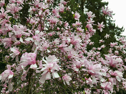 5 LOEBNER MAGNOLIA Loebneri TREE Shrub Seeds - Cross of M Stellata & Kobus - Fragrant Pink White Huge 3 - 5" Wide Flowers