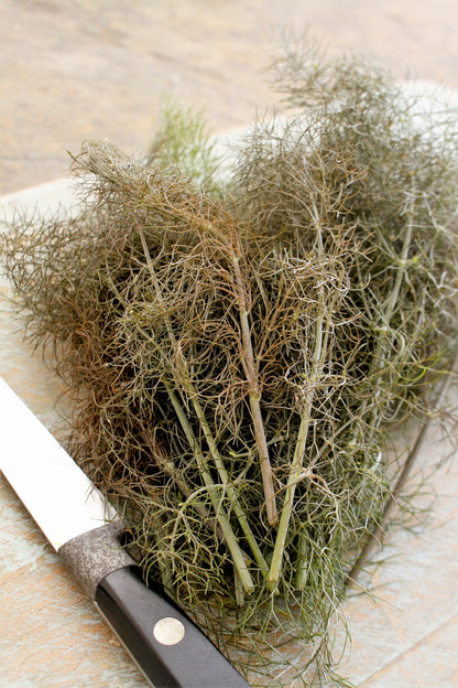 100 Organic BRONZE FENNEL Foeniculum Vulgare Purpureum Herb Bronze Foliage Yellow Flower Seeds
