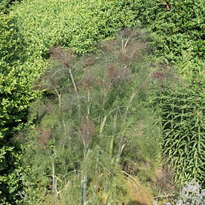 100 Organic BRONZE FENNEL Foeniculum Vulgare Purpureum Herb Bronze Foliage Yellow Flower Seeds