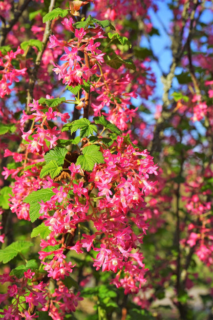 25 RED FLOWERING CURRANT Ribes Sanguineum aka Blood Currant Edible Fruit Blue Black Berries Shrub Seeds