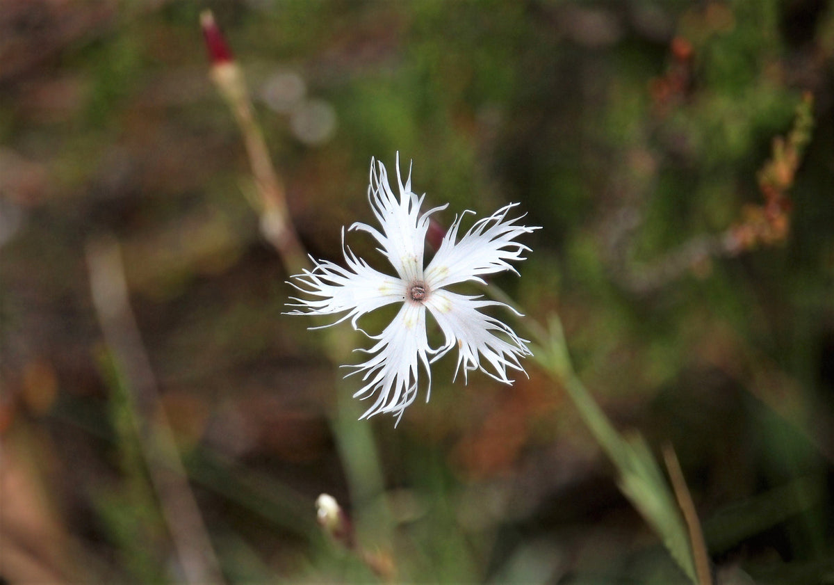 25 Dwarf LITTLE MAIDEN DIANTHUS Arenarius f. Nanus Fragrant White Flower Seeds