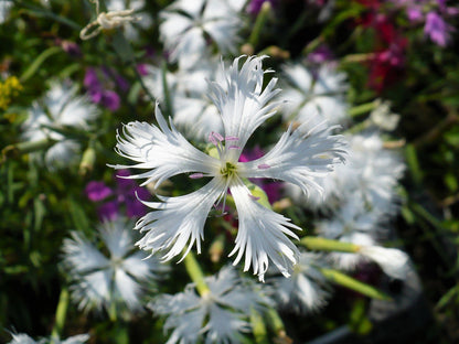 25 Dwarf LITTLE MAIDEN DIANTHUS Arenarius f. Nanus Fragrant White Flower Seeds