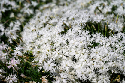 25 Dwarf LITTLE MAIDEN DIANTHUS Arenarius f. Nanus Fragrant White Flower Seeds