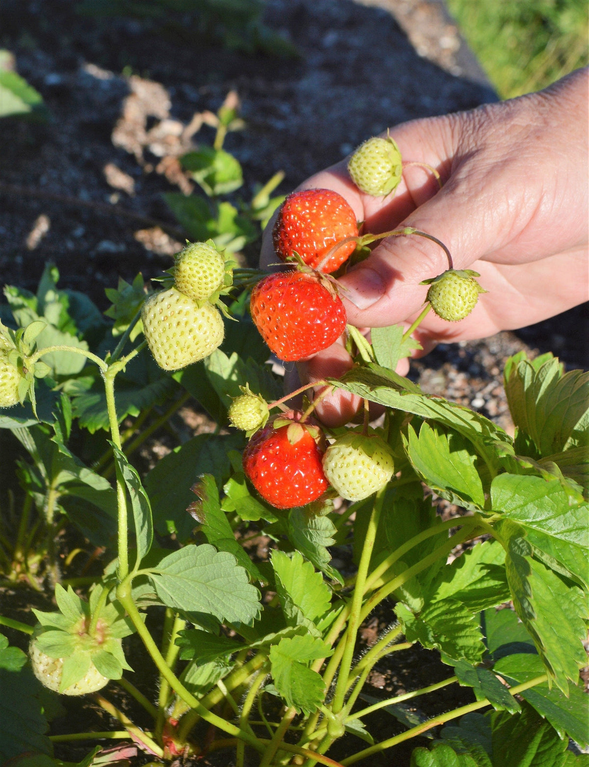 80 California WOODLAND STRAWBERRY Fragaria Vesca Bracteata Pacific Native Strawberry Red Berry Fruit White Flower Seeds