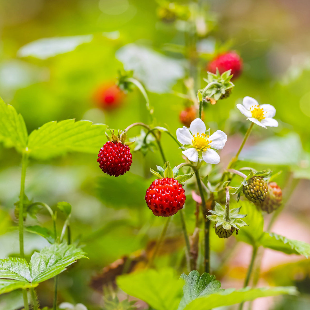 80 California WOODLAND STRAWBERRY Fragaria Vesca Bracteata Pacific Native Strawberry Red Berry Fruit White Flower Seeds