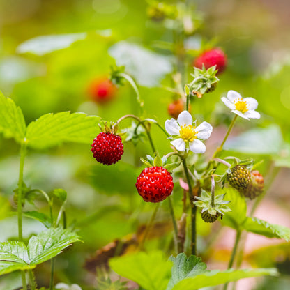 80 California WOODLAND STRAWBERRY Fragaria Vesca Bracteata Pacific Native Strawberry Red Berry Fruit White Flower Seeds