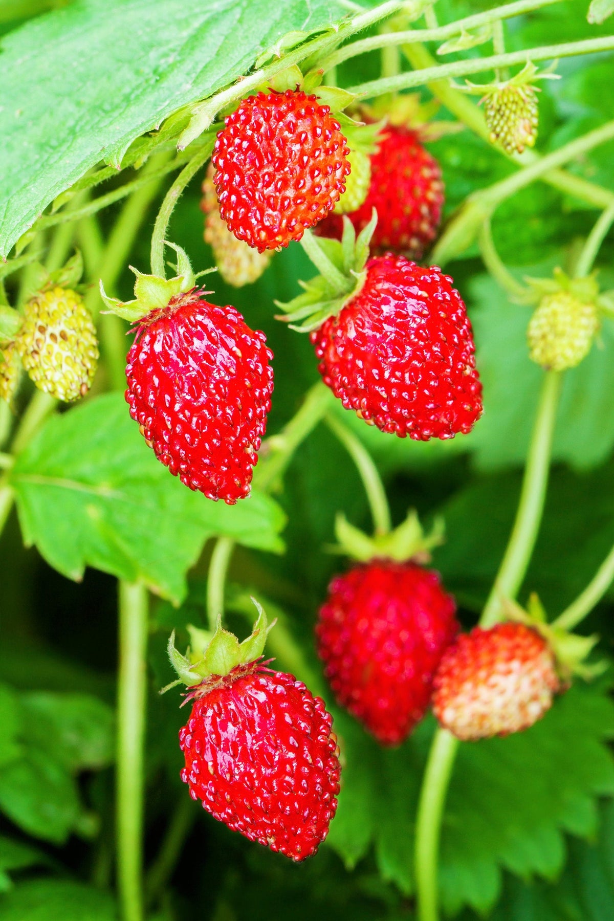 80 California WOODLAND STRAWBERRY Fragaria Vesca Bracteata Pacific Native Strawberry Red Berry Fruit White Flower Seeds