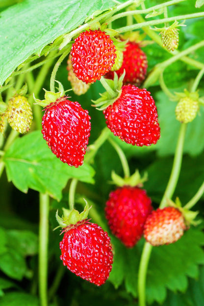 80 California WOODLAND STRAWBERRY Fragaria Vesca Bracteata Pacific Native Strawberry Red Berry Fruit White Flower Seeds