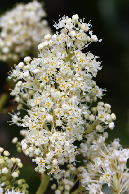 20 White SNOWBRUSH Ceanothus Velutinus aka Mountain Balm or Buckbrush Evergreen Native Flower Shrub Seeds