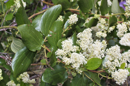 20 White SNOWBRUSH Ceanothus Velutinus aka Mountain Balm or Buckbrush Evergreen Native Flower Shrub Seeds