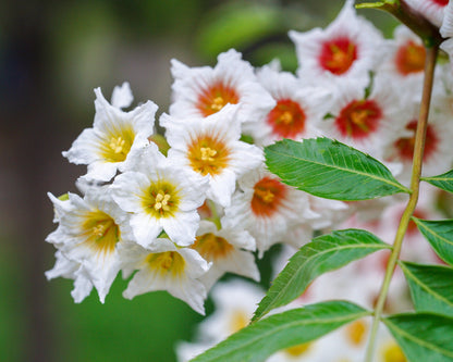 5 YELLOWHORN TREE Xanthoceras Sorbifolium aka Goldenhorn, Raintree, Chinese Flowering Chestnut - White Yellow Red Fragrant Flower Seeds