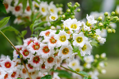 5 YELLOWHORN TREE Xanthoceras Sorbifolium aka Goldenhorn, Raintree, Chinese Flowering Chestnut - White Yellow Red Fragrant Flower Seeds