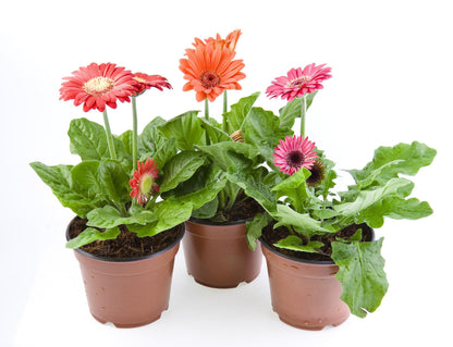 20 GERBER DAISY Mix Gerbera Jamesonii aka Barberton or African Daisy Mixed Colors Pink Purple Red Orange Yellow White Flower Seeds