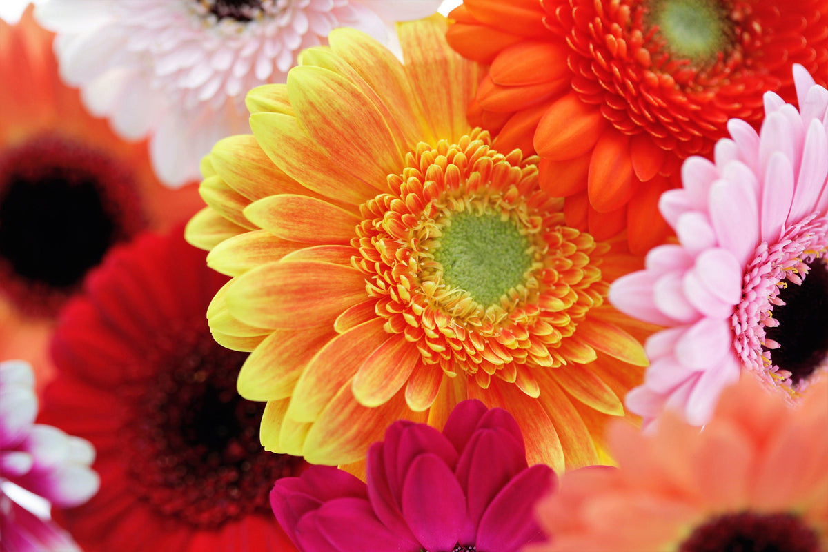 20 GERBER DAISY Mix Gerbera Jamesonii aka Barberton or African Daisy Mixed Colors Pink Purple Red Orange Yellow White Flower Seeds