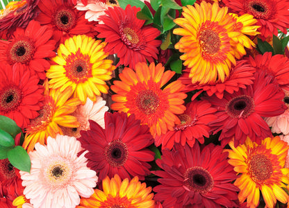 20 GERBER DAISY Mix Gerbera Jamesonii aka Barberton or African Daisy Mixed Colors Pink Purple Red Orange Yellow White Flower Seeds