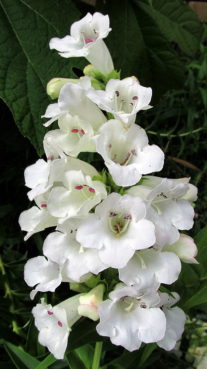 250 NATIVE MIX Beardtongue PENSTEMON Grandiflorus, Strictus, Cobaea, Palmeri, Digitalis, Pallidus - Pink White Blue Purple Flower Seeds