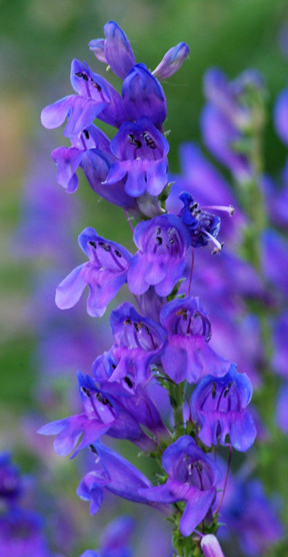 250 NATIVE MIX Beardtongue PENSTEMON Grandiflorus, Strictus, Cobaea, Palmeri, Digitalis, Pallidus - Pink White Blue Purple Flower Seeds