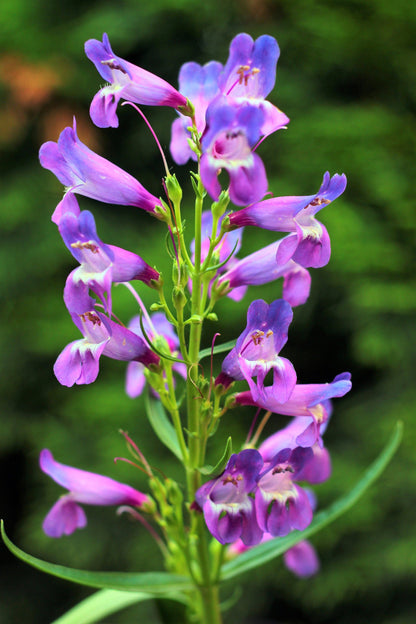 250 NATIVE MIX Beardtongue PENSTEMON Grandiflorus, Strictus, Cobaea, Palmeri, Digitalis, Pallidus - Pink White Blue Purple Flower Seeds
