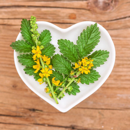 15 CHURCH STEEPLES Agrimonia Eupatoria aka Agrimony or Sticklewort Perennial Herb Yellow Flower Seeds