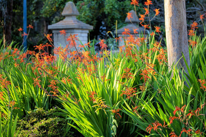 5 AFRICAN FLAG Chasmanthe Floribunda Cornflag Red Orange Hummingbird Flower Seeds