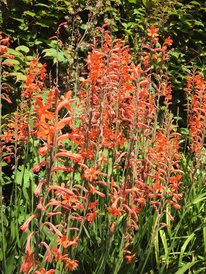 5 AFRICAN FLAG Chasmanthe Floribunda Cornflag Red Orange Hummingbird Flower Seeds