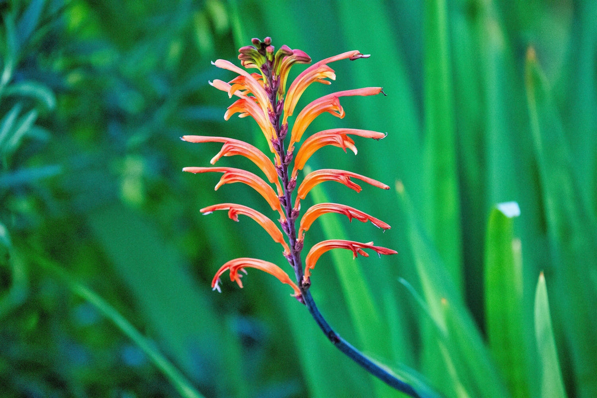 5 AFRICAN FLAG Chasmanthe Floribunda Cornflag Red Orange Hummingbird Flower Seeds