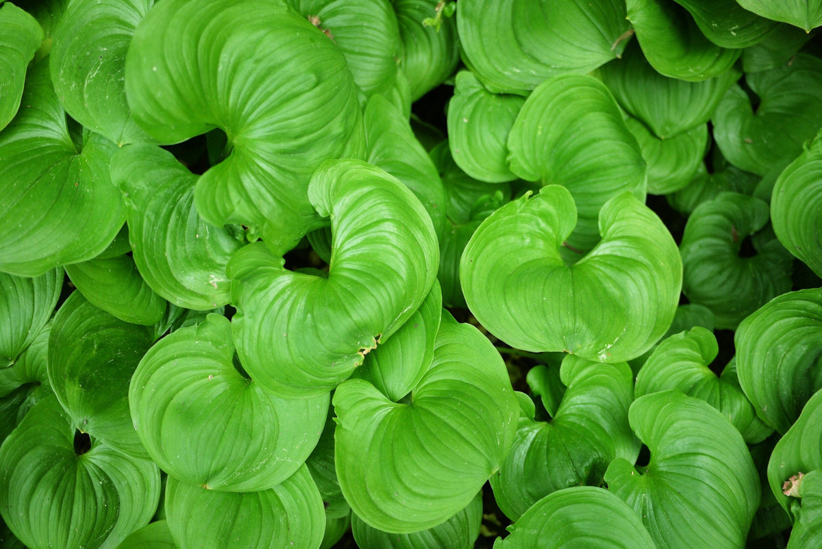15 BEADRUBY Maianthemum Dilatatum aka False Lily of the Valley, Solomon's Seal, Snakeberry, May Lily, Native White Flower Red Berry Moist Shade Seeds