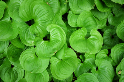 15 BEADRUBY Maianthemum Dilatatum aka False Lily of the Valley, Solomon's Seal, Snakeberry, May Lily, Native White Flower Red Berry Moist Shade Seeds