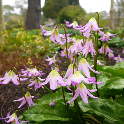 10 PINK FAWN LILY aka Trout Lily, Avalanche Lily, & Dog's Tooth Violet Erythronium Revolutum Native Flower Seeds