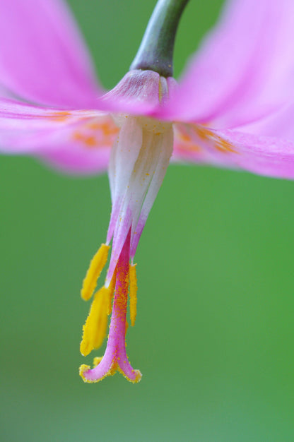 10 PINK FAWN LILY aka Trout Lily, Avalanche Lily, & Dog's Tooth Violet Erythronium Revolutum Native Flower Seeds
