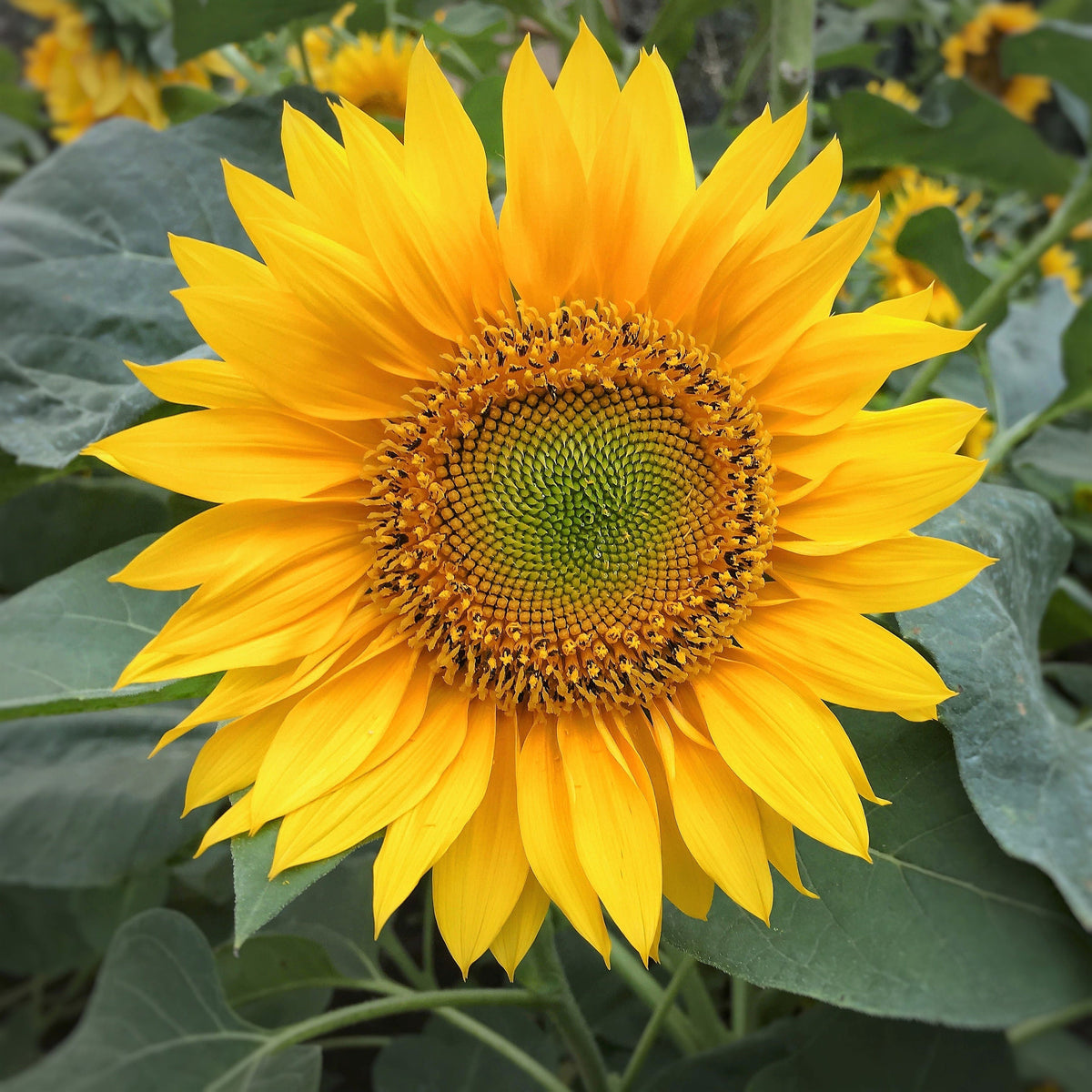 100 PEREDOVIK SUNFLOWER Helianthus Annuus aka Black Peredovik Good Oil / Oilseed Type Yellow Flower Seeds