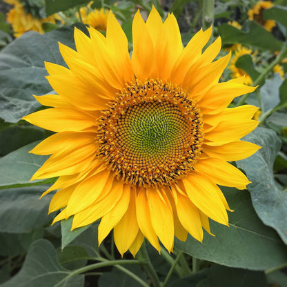 100 PEREDOVIK SUNFLOWER Helianthus Annuus aka Black Peredovik Good Oil / Oilseed Type Yellow Flower Seeds