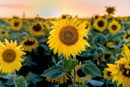 100 PEREDOVIK SUNFLOWER Helianthus Annuus aka Black Peredovik Good Oil / Oilseed Type Yellow Flower Seeds