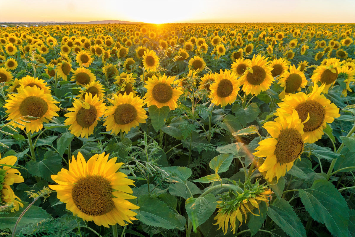 100 PEREDOVIK SUNFLOWER Helianthus Annuus aka Black Peredovik Good Oil / Oilseed Type Yellow Flower Seeds