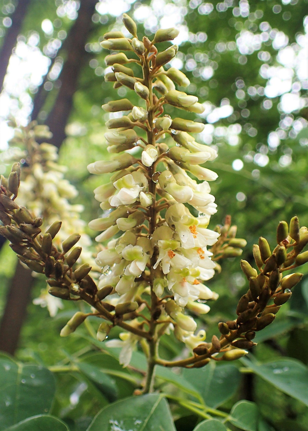 10 AMUR MAACKIA Cladrastis Amurensis Tree Ornamental White Flower Legume Seeds