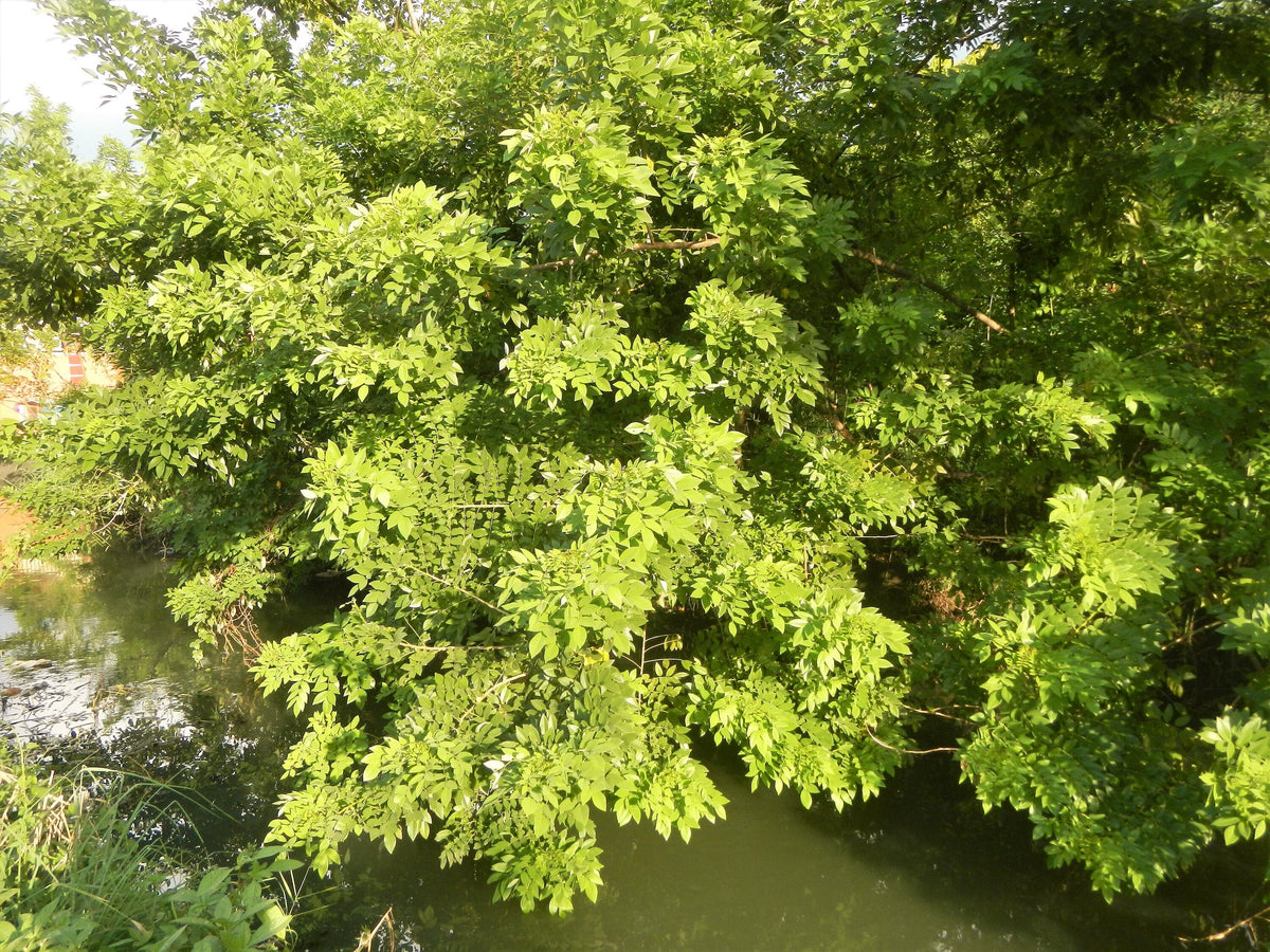 10 AMUR MAACKIA Cladrastis Amurensis Tree Ornamental White Flower Legume Seeds