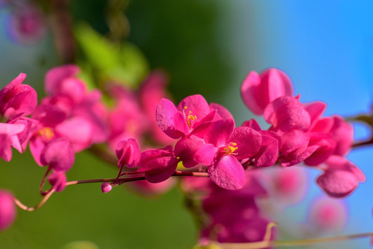 5 CORAL VINE Mexican Creeper Bee Bush Chain of Love Mountain Rose Antigonon Leptopus Bright Pink Climber Ground Cover Flower Seeds