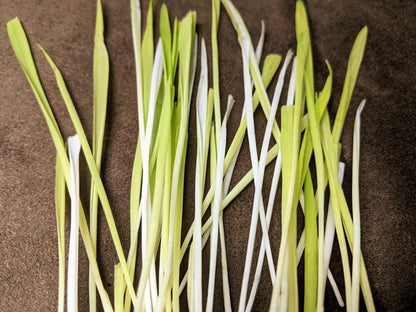 50 VARIEGATED CAT GRASS White & Green Pet Grass Catgrass Triticum Aestivum Barley Seeds