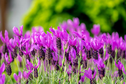100 FRENCH LAVENDER aka Butterfly Lavender, Spanish, Topped Lavandula Stoechas Fragrant Blue Purple Flower Herb Seeds